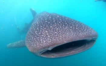 Sumbawa Whale Shark Tour, Swim With Gentle Giants, Whale Shark Encounter Tour in Sumbawa, Swim With Whale Sharks in Sumbawa