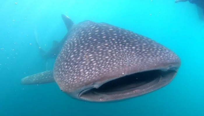 Sumbawa Whale Shark Tour, Swim With Gentle Giants, Whale Shark Encounter Tour in Sumbawa, Swim With Whale Sharks in Sumbawa