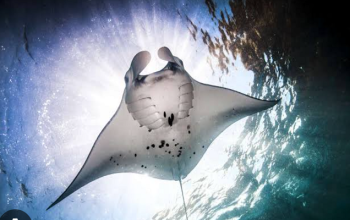 komodo boat tour 4D 3D, Manta rays, Manta Point Labuan Bajo, Komodo, snorkeling with giant stingrays, pink beach, komodo boat