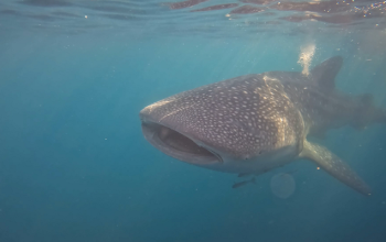 Whale Shark Tour Lombok, Whale Shark Tour Sumbawa, 2D1N Whale Shark Tour, Lombok to Sumbawa Tour,
