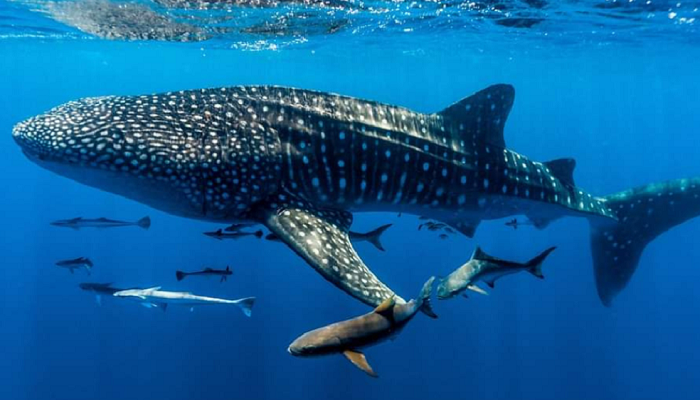 Whale Shark Tour Lombok, Whale Shark Tour Sumbawa, 2D1N Whale Shark Tour, Lombok to Sumbawa Tour, Swim with Whale Sharks Indonesia, Snorkeling with Whale Sharks Lombok