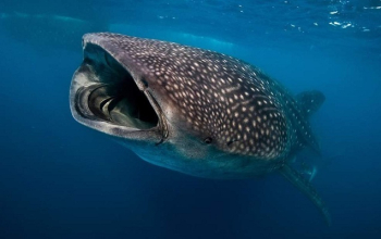 Whale shark heaven Saleh Bay Sumbawa, Whale sharks in Saleh Bay Sumbawa, Indonesia’s gentle giants, Indonesia’s best snorkeling and adventure spot