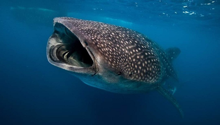 Whale shark heaven Saleh Bay Sumbawa, Whale shark Tour, Komodo Boat Tour 4d3n, Indonesia’s best snorkeling and adventure spot