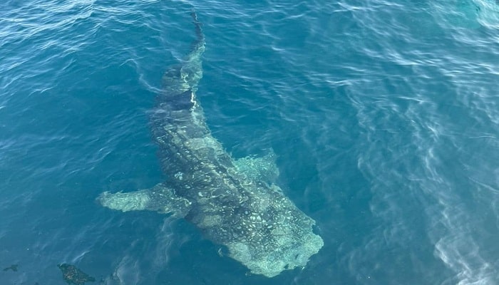 Whale shark swimming near a traditional Bagang platform in Saleh Bay, Sumbawa — a breathtaking encounter during Indonesia’s whale shark tour experience.
