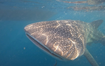 Private 2D1N Whale Shark Trip Sumbawa – Swim with whale sharks in Saleh Bay with private guide and eco-friendly tour.
