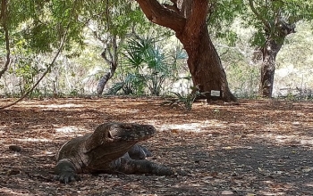 lombok komodo tour, komodo indonesia tour, komodo tour, lombok to komodo tour, komodo national park tour, best komodo tour
