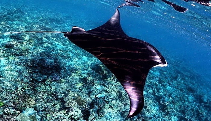 komodo island tour, komodo national park tours, komodo tour, komodo island tours, komodo tour package, tour to komodo, komodo